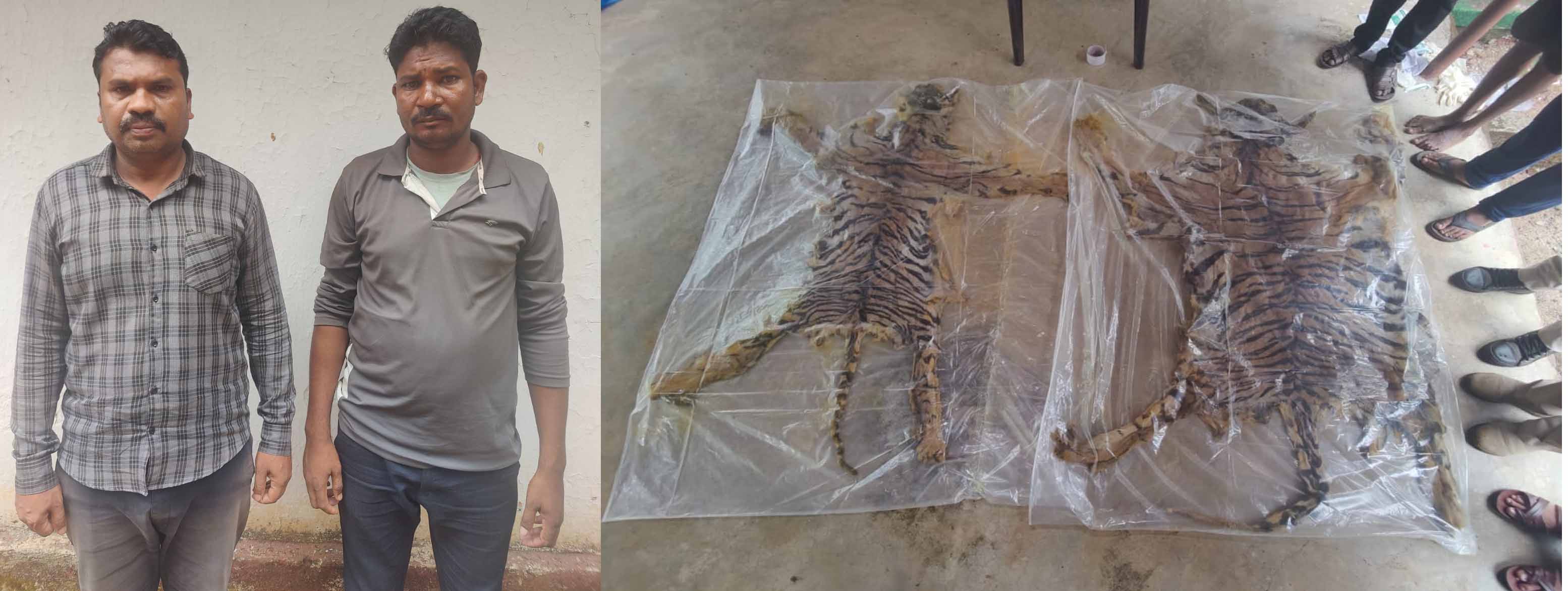 बाघों की खाल की तस्करी का भंडाफोड़, महाराष्ट्र के दो तस्कर गिरफ्तार